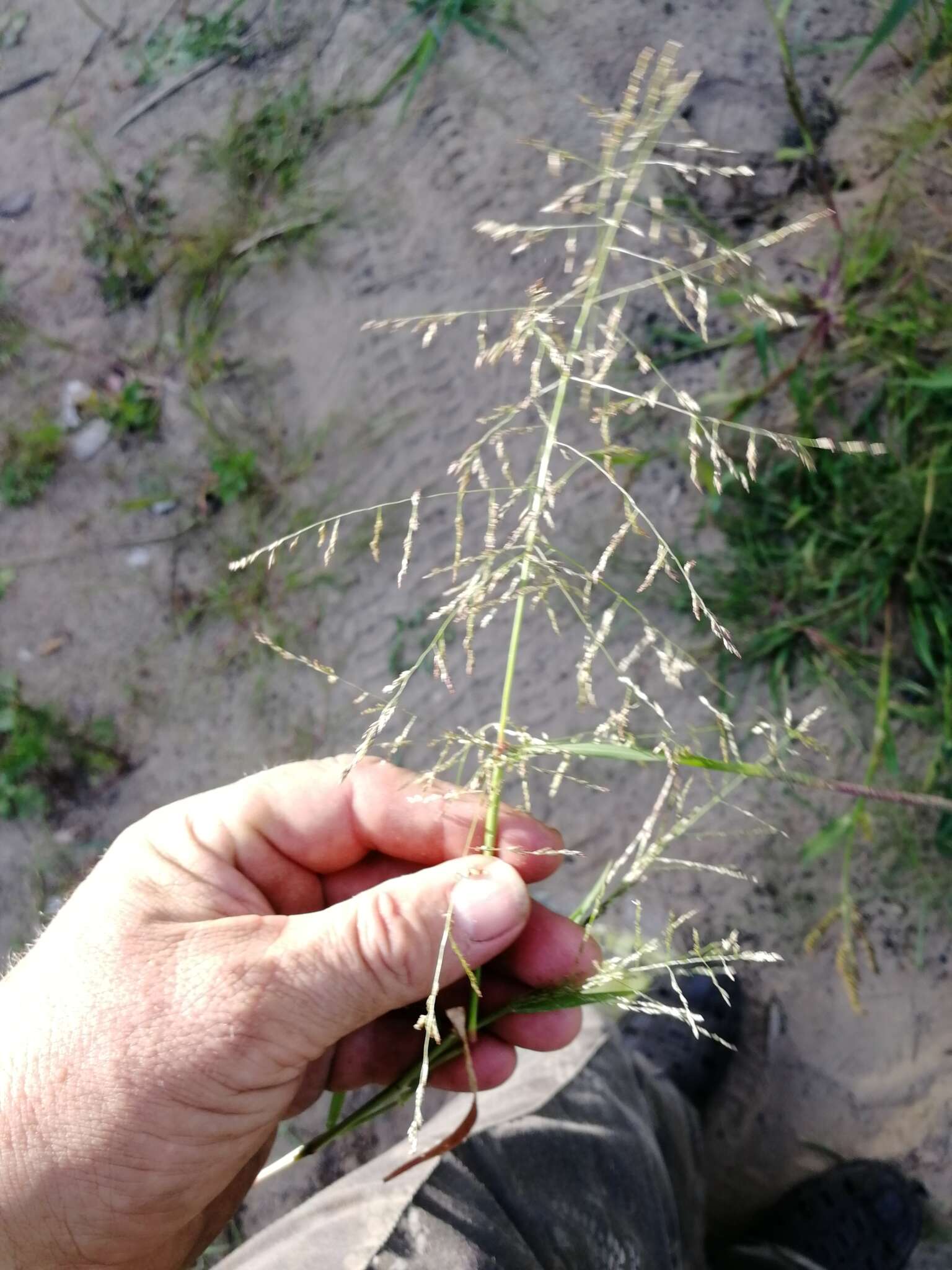 Plancia ëd Puccinellia hauptiana (V. I. Krecz.) Kitag.