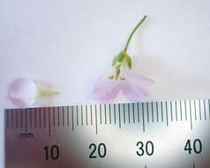 Image of cuckoo flower