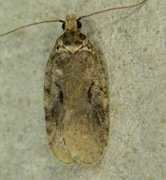 Image of Agonopterix hyperella Ely 1910