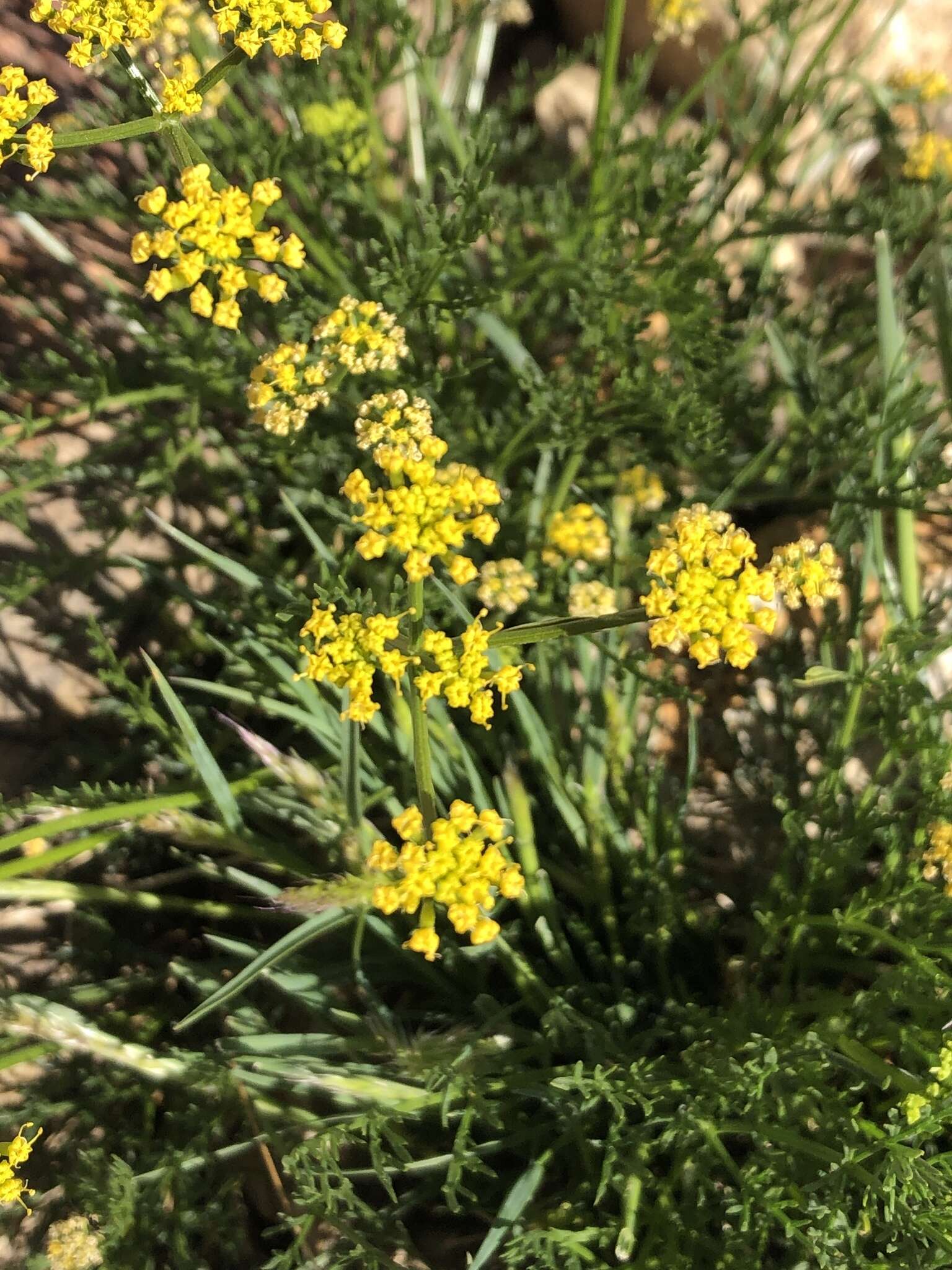 Lomatium torreyi (Coult. & Rose) Coult. & Rose的圖片