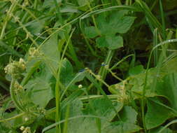 Image de Mesamphiagrion laterale (Selys 1876)