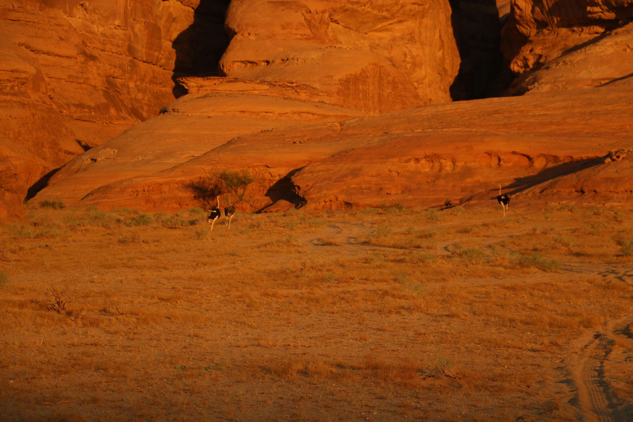 Image of North African ostrich