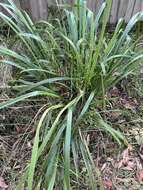 Image of Dianella brevipedunculata R. J. F. Hend.