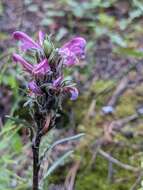 Image of Rocky Mountain Lousewort