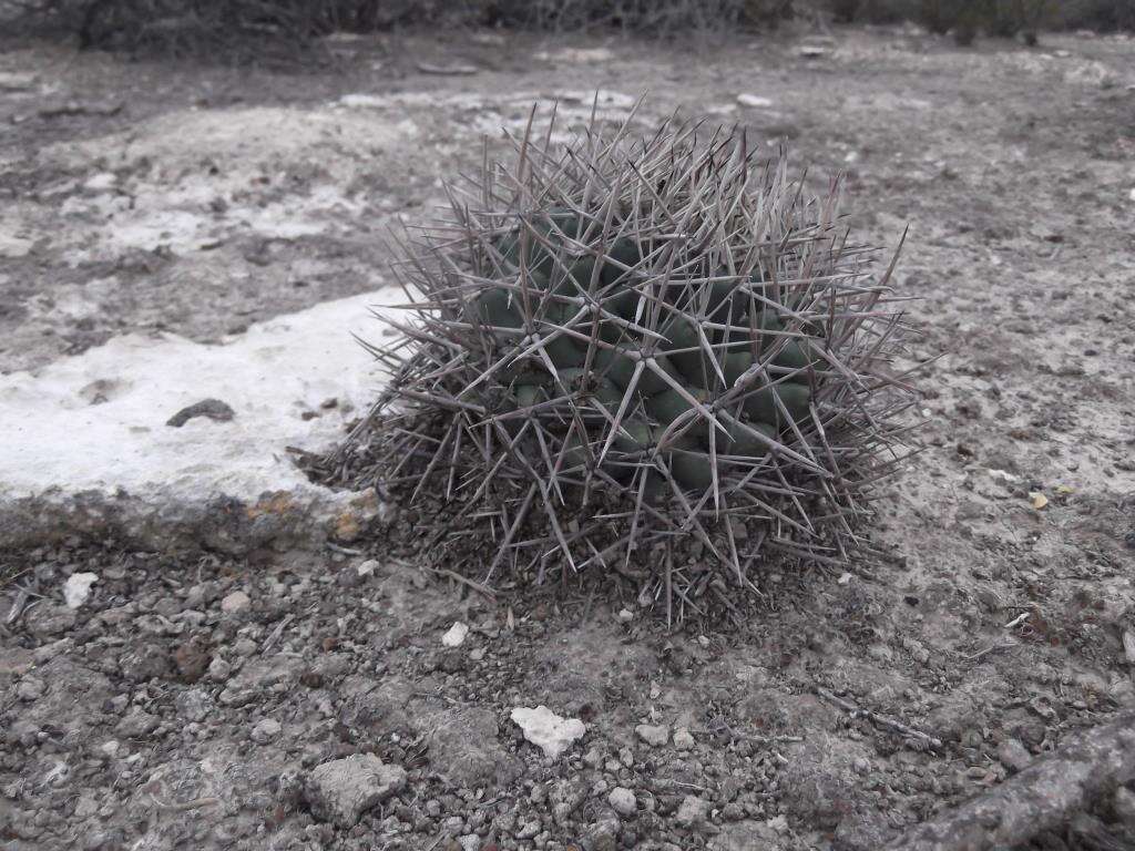 Image of Coryphantha poselgeriana (A. Dietr.) Britton & Rose