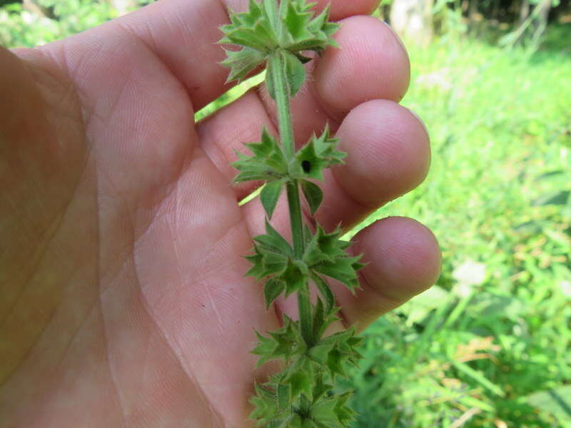 Image of hairy hedgenettle