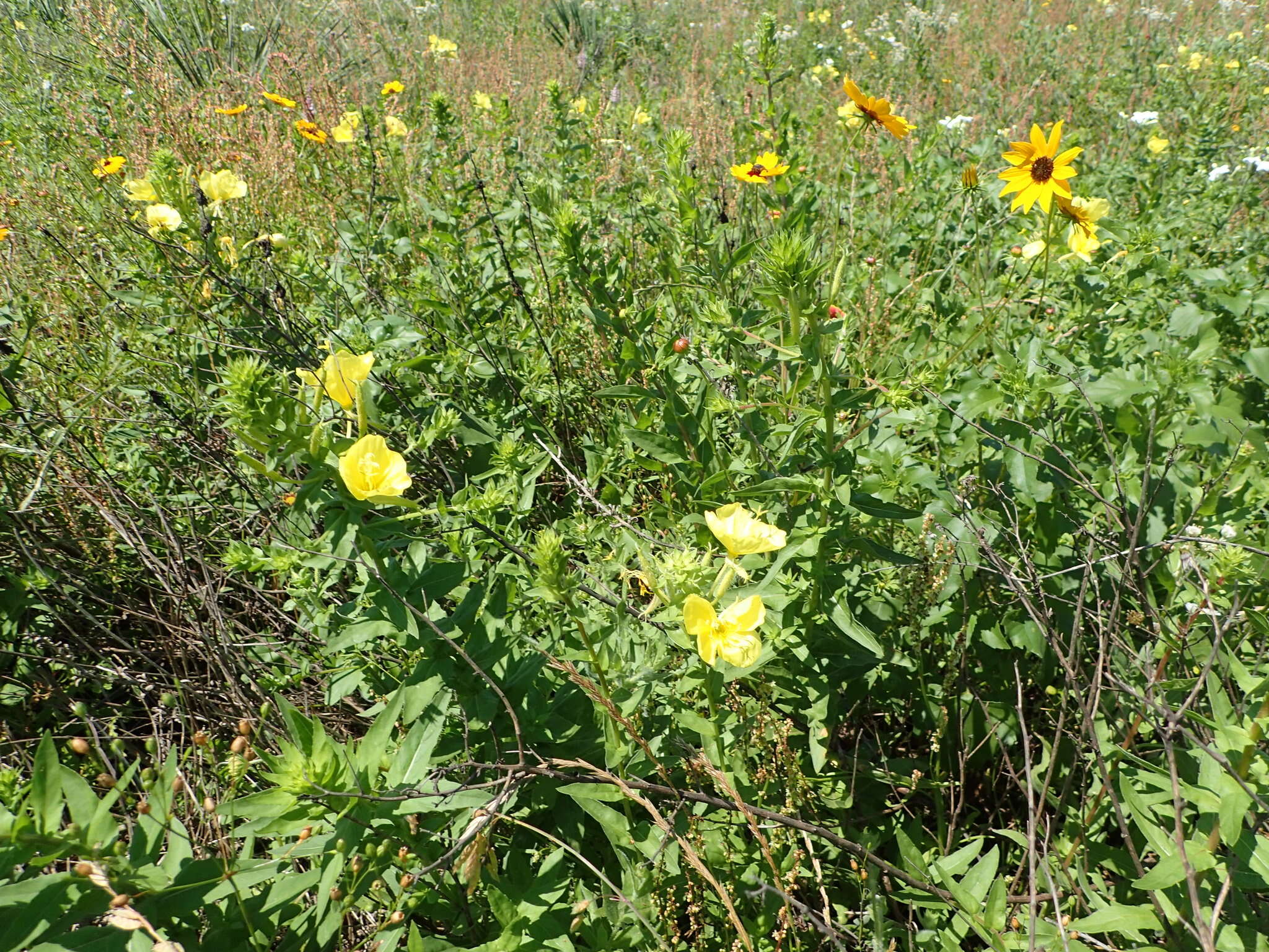 Oenothera heterophylla Spach的圖片