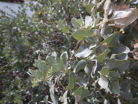 Image of saltbush