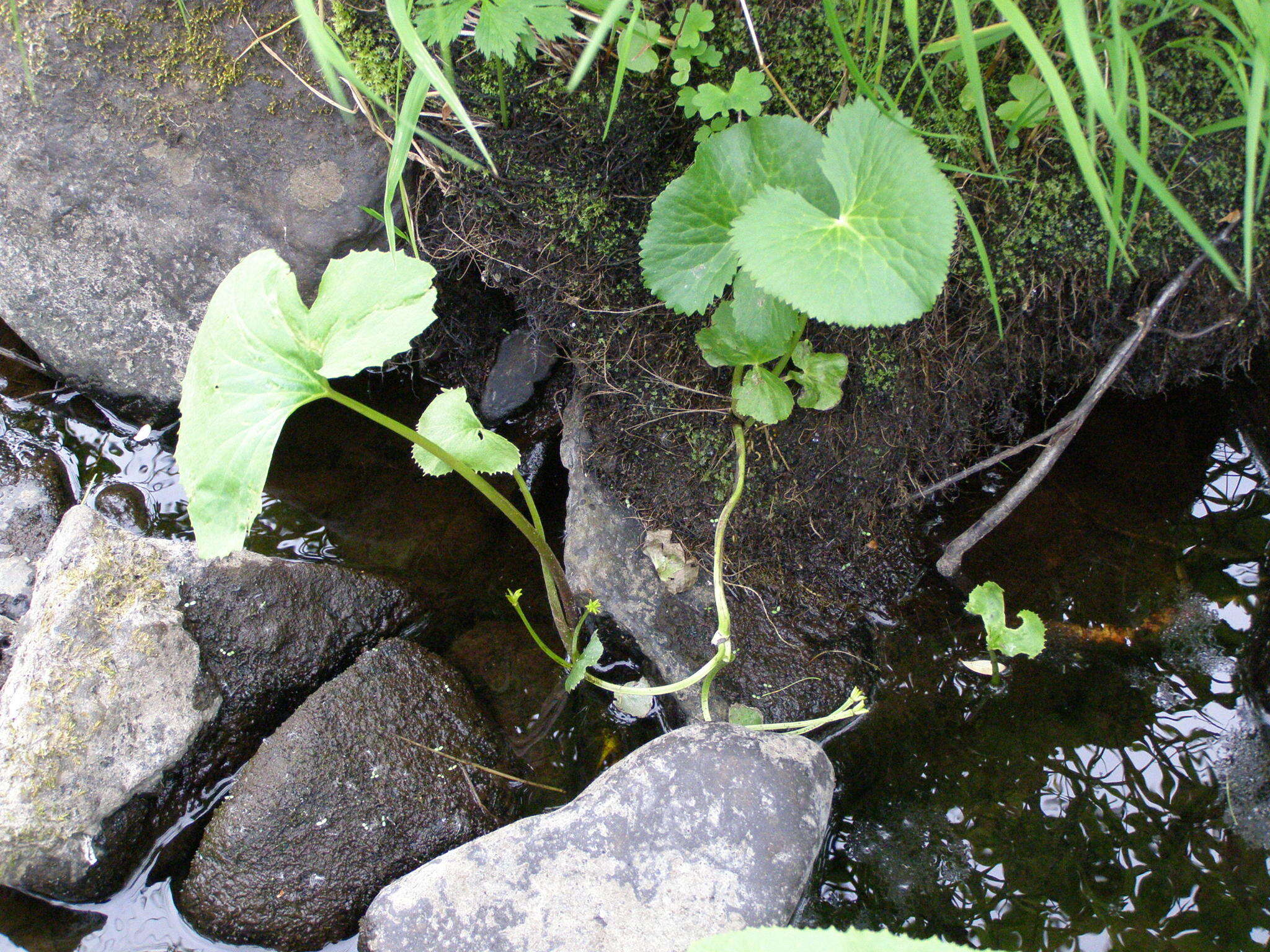 Image de Caltha palustris var. membranacea Turcz.