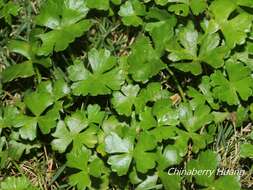 Imagem de Hydrocotyle batrachium Hance