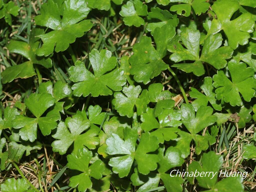 Hydrocotyle batrachium Hance的圖片