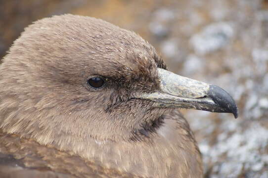 Image of Brown Skua