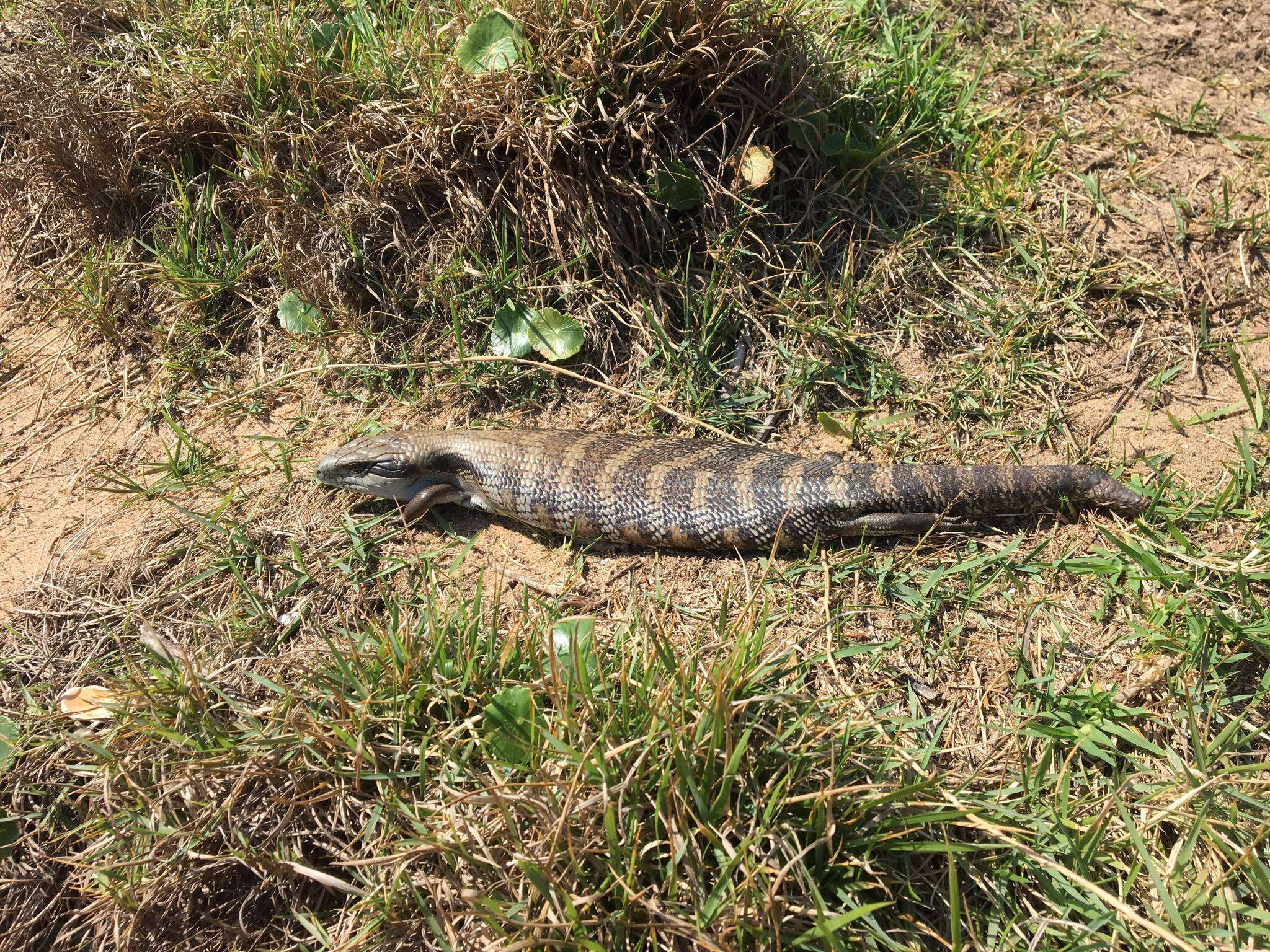 Image of Tiliqua scincoides scincoides (White 1790)