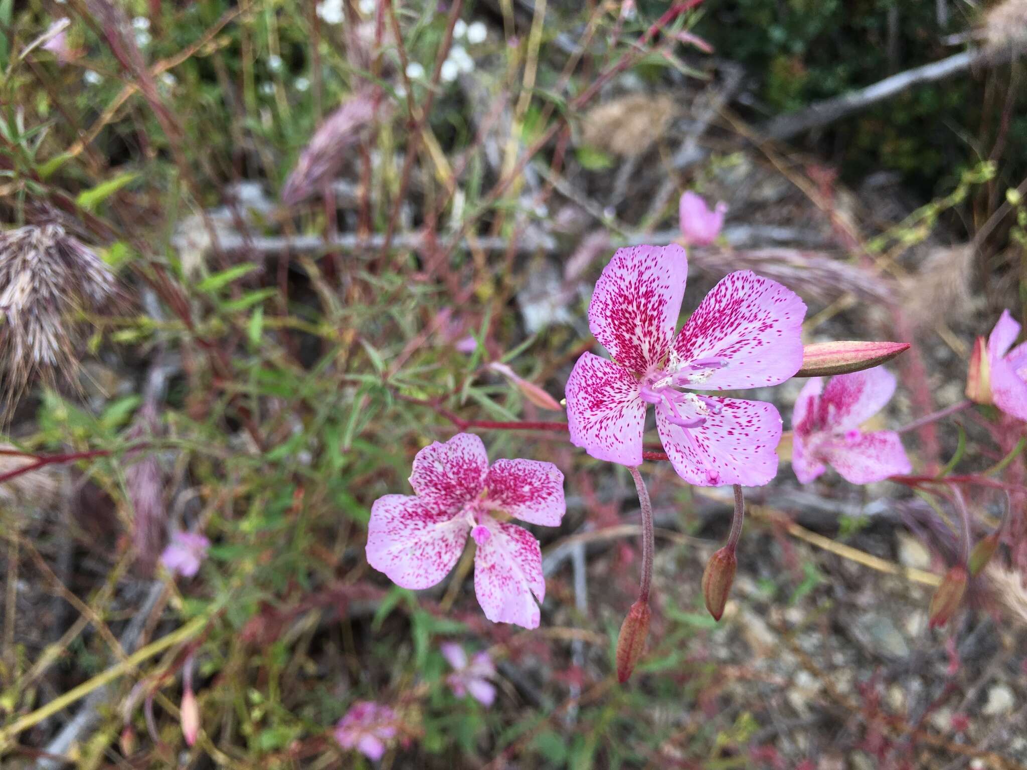 Image de Clarkia bottae (Spach) H. & M. Lewis