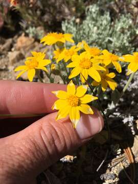 Image of common woolly sunflower