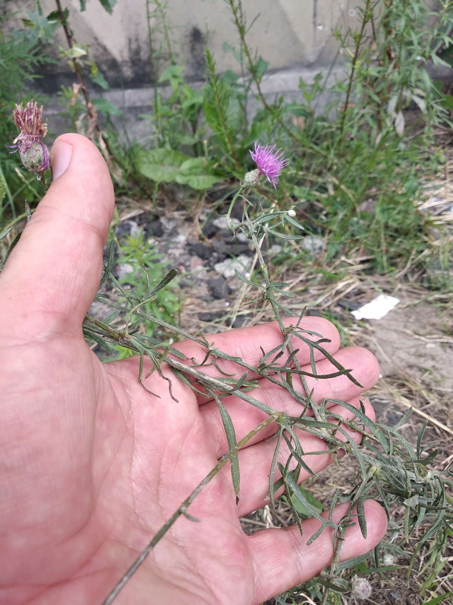 Слика од Centaurea borysthenica Gruner