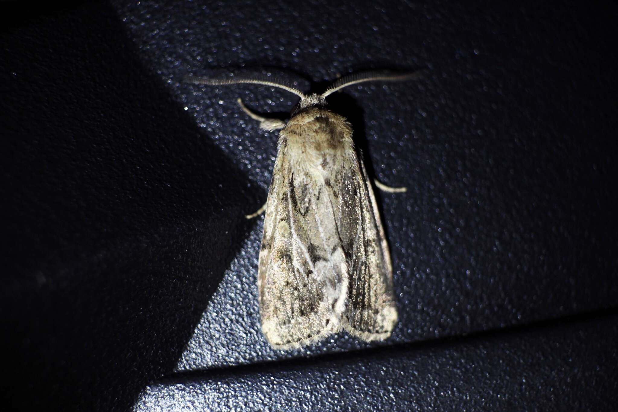 Image of Spodoptera depravata Butler 1879