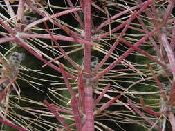 Image of Leconte's barrel cactus