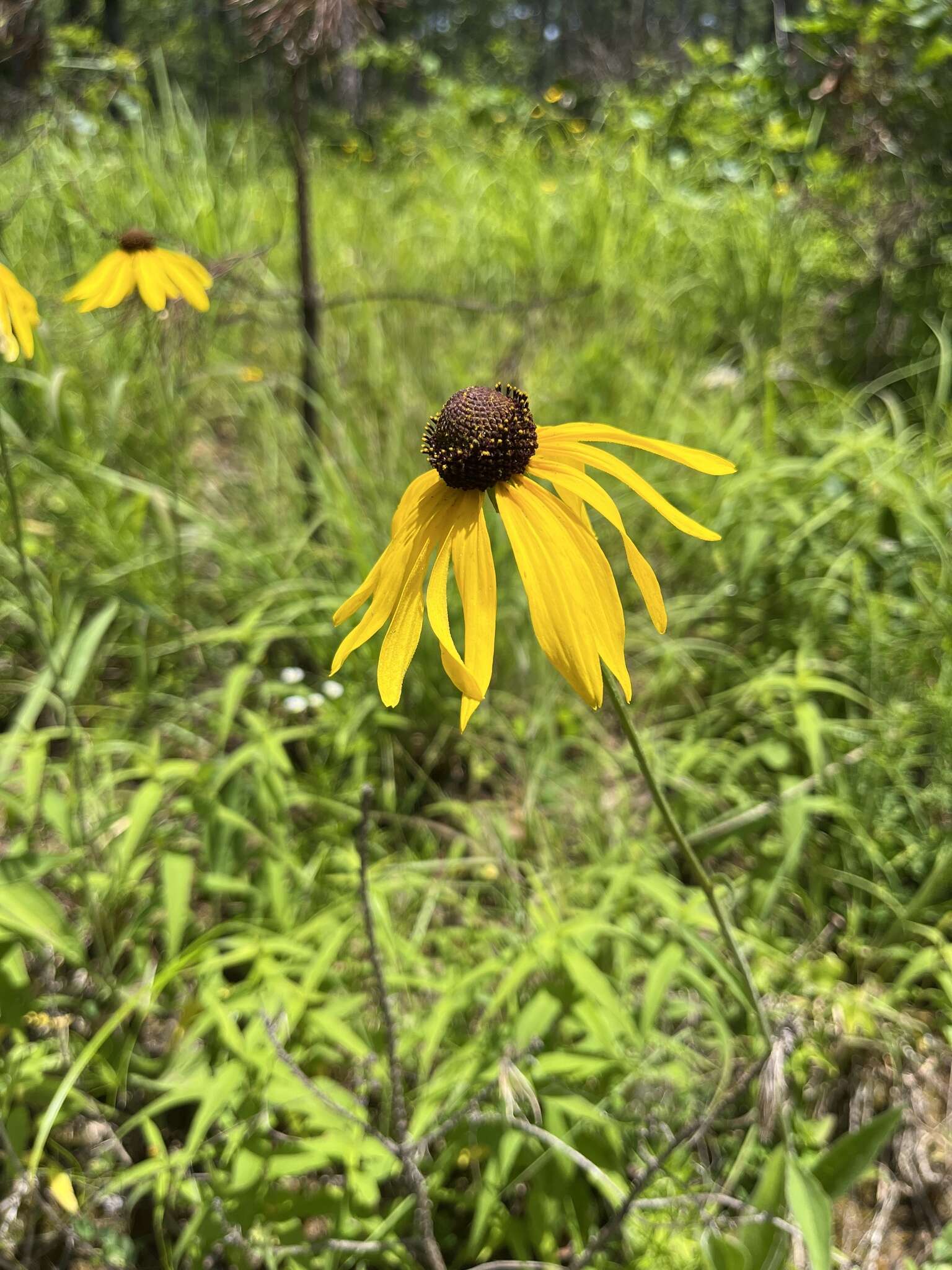 Image of <i>Rudbeckia <i>grandiflora</i></i> var. grandiflora