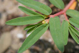 صورة Euphorbia polygonifolia L.