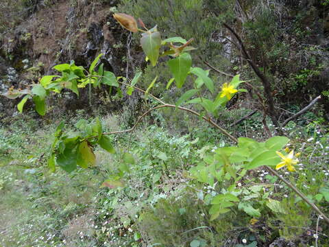 Image of Hypericum grandifolium Choisy