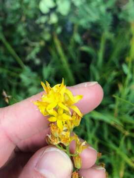 Image of California bog asphodel