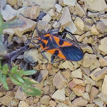 Image de Spilostethus pacificus (Boisduval 1835)