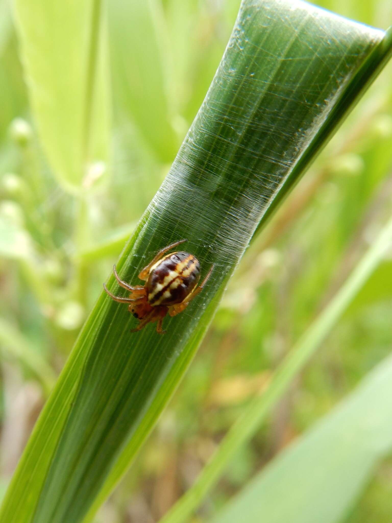 Image of Araneus pratensis (Emerton 1884)