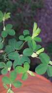 Image of Korean clover