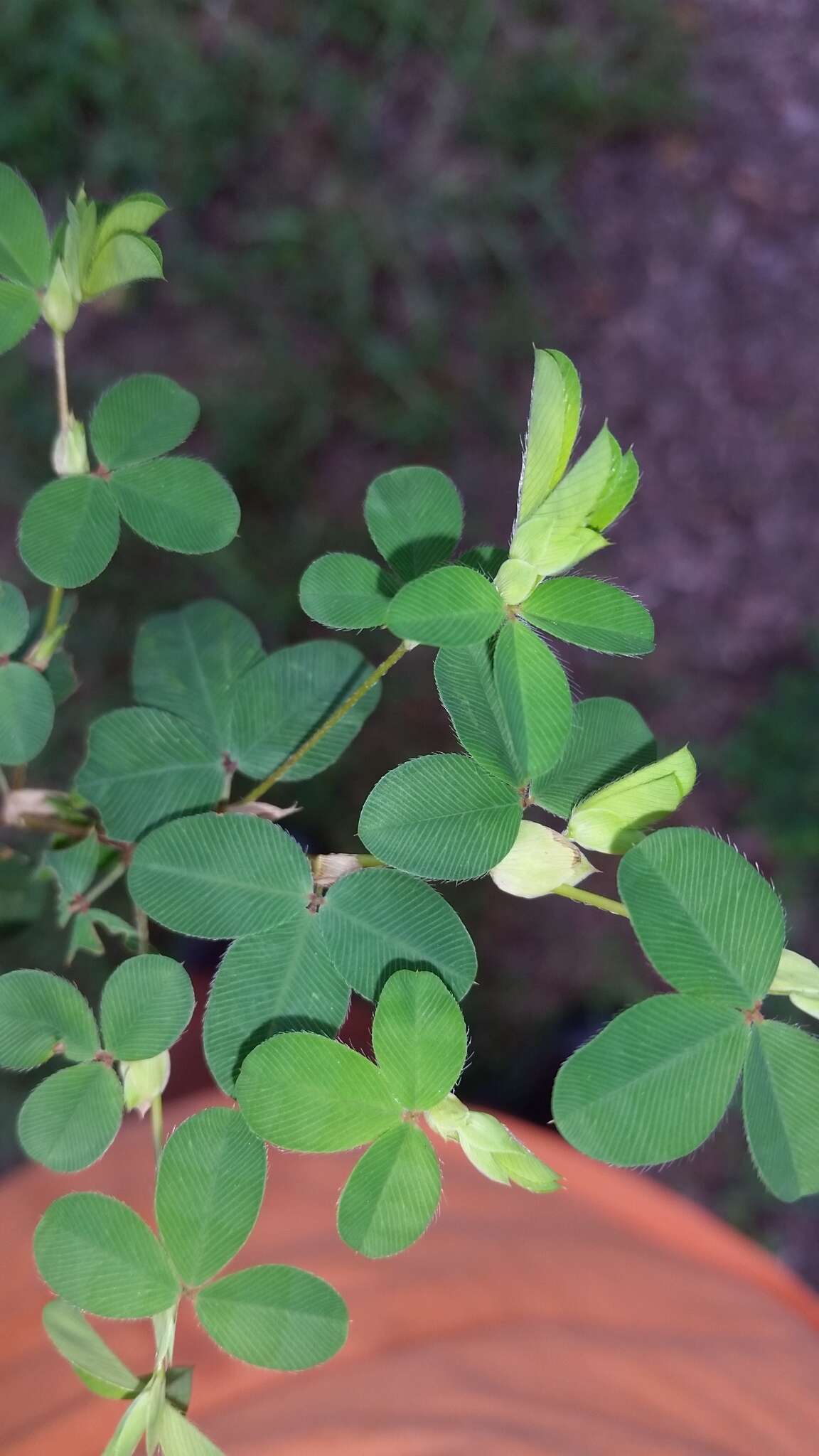 Sivun Kummerowia stipulacea (Maxim.) Makino kuva