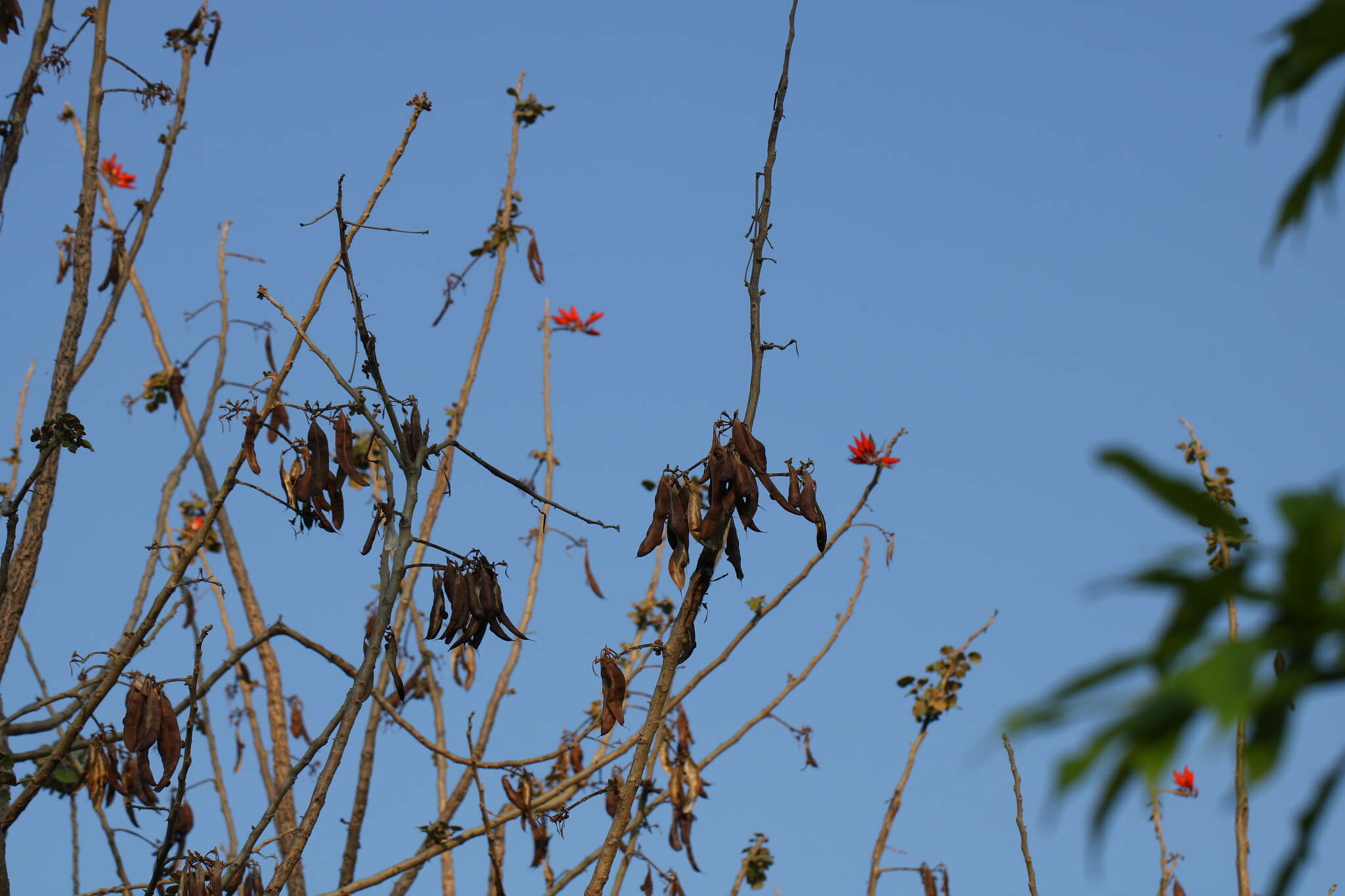 Plancia ëd Erythrina suberosa Roxb.