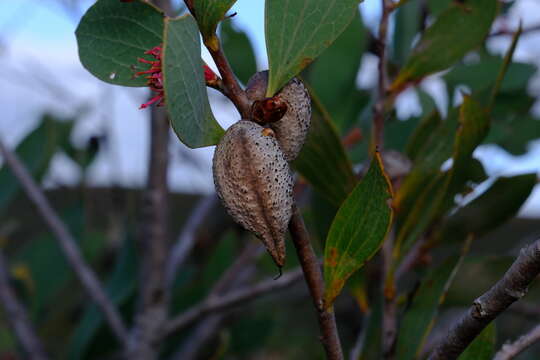 Image of Hakea neurophylla Meissn.