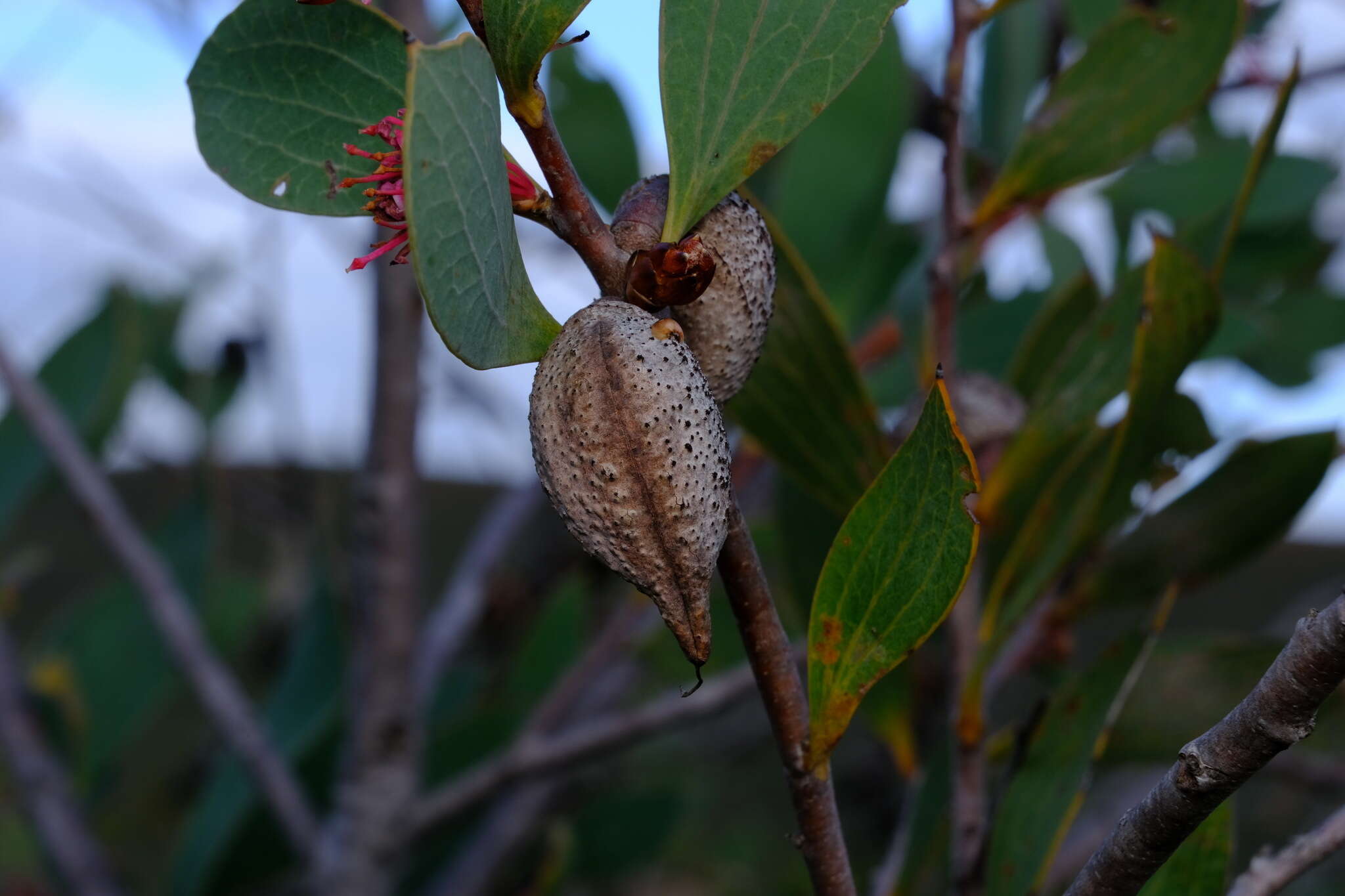 Image de Hakea neurophylla Meissn.