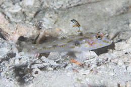 Fusigobius signipinnis Hoese & Obika 1988 resmi