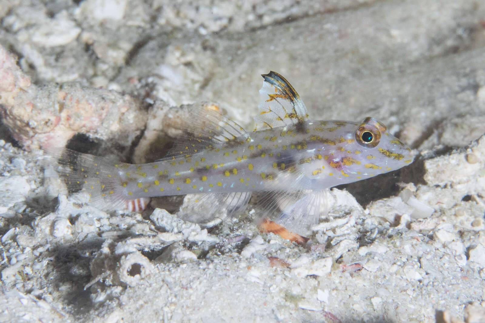 Fusigobius signipinnis Hoese & Obika 1988 resmi