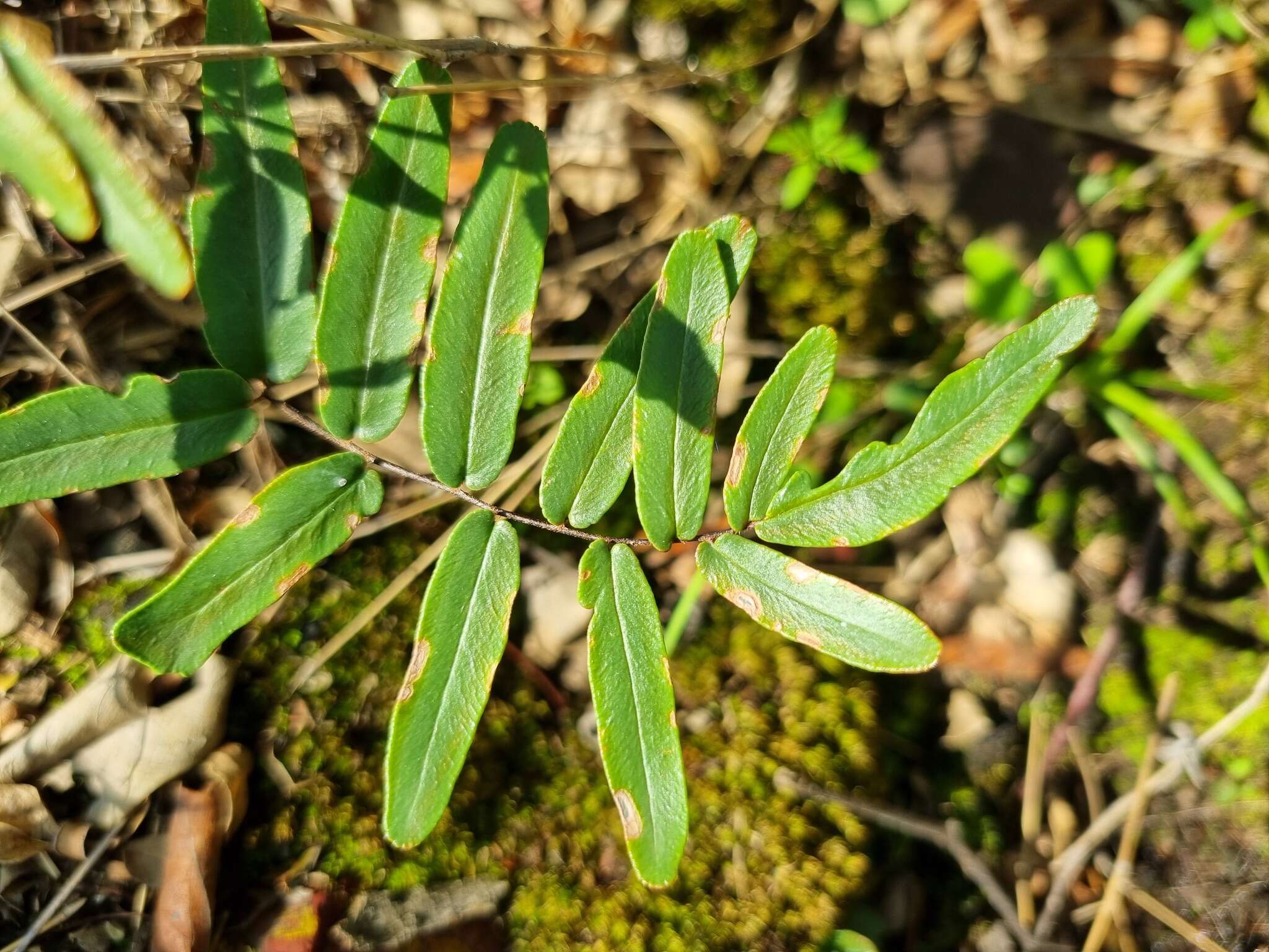 Image of Pellaea dura (Willd.) Bak.