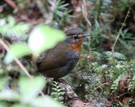 Imagem de Scelorchilus rubecula (Kittlitz 1830)