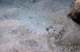 Image of Guinean flounder