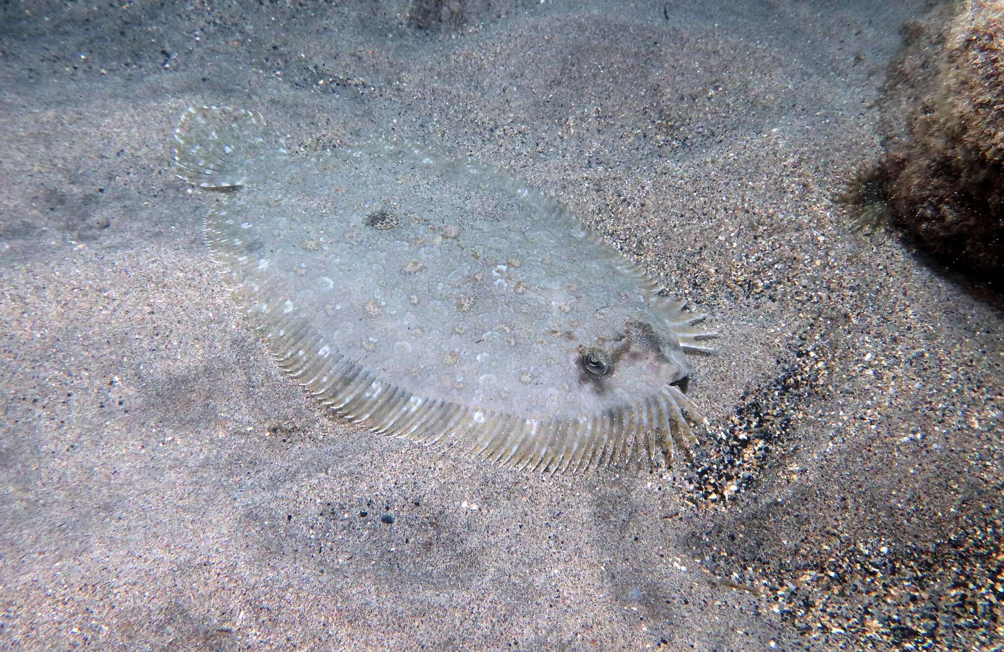 Image of Guinean flounder