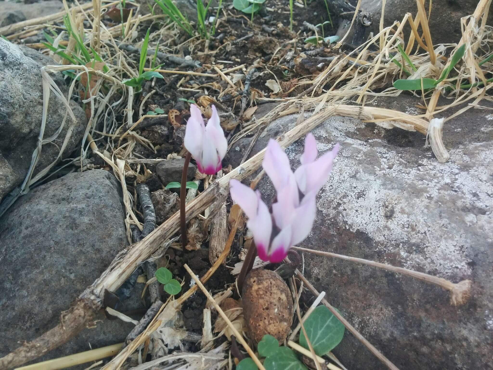 Image of florist's cyclamen