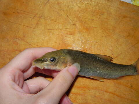 Image of Crimean Barbel