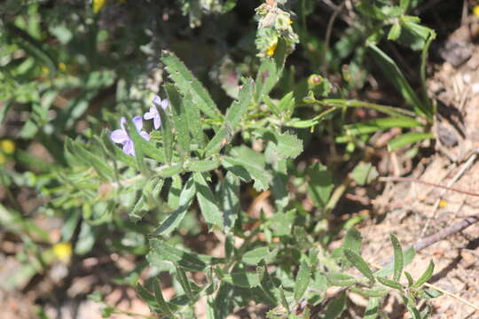 Image of Gonocarpus elatus (A. Cunn. ex Fenzl) Orchard