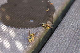 Image of Eastern Yellowjacket