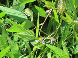 Image of Glycine max subsp. soja (Siebold & Zucc.) H. Ohashi