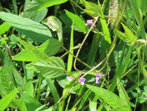 Image of Glycine max subsp. soja (Siebold & Zucc.) H. Ohashi