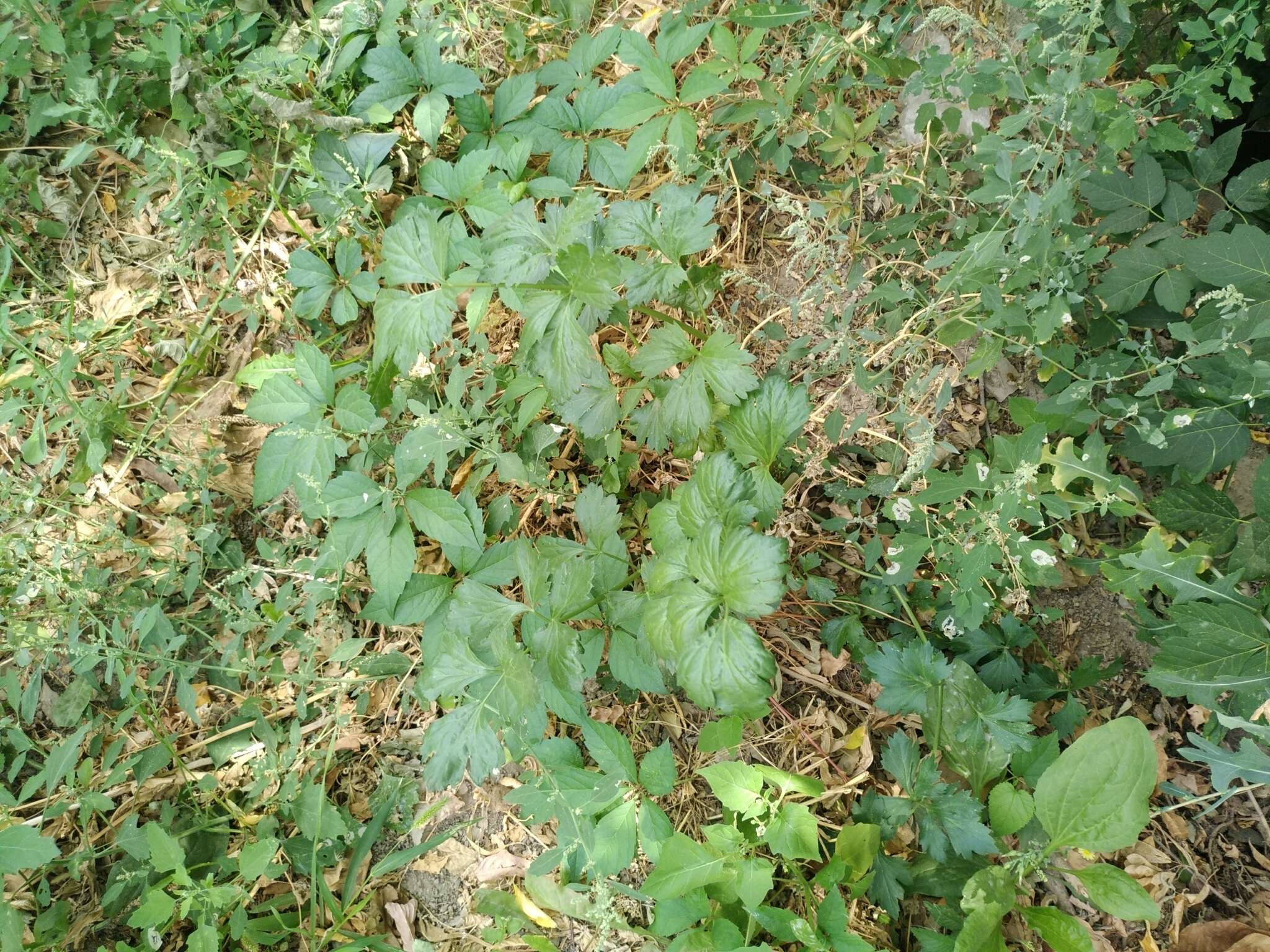 Plancia ëd Chenopodium strictum Roth