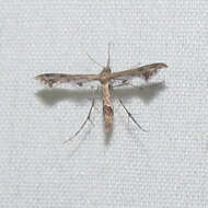 Image of Lantana plume moth