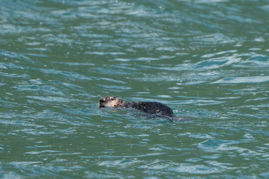 Image of western sea otter