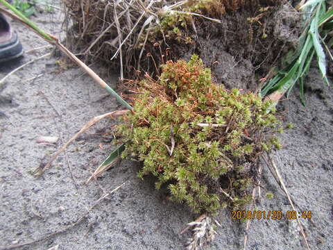 Image of Bryum truncorum Bridel 1819