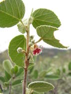 Image of Ayenia rotundifolia Hemsl.